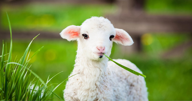 Hvit lam spiser et gresstrå i en grønn eng med uskarp bakgrunn.